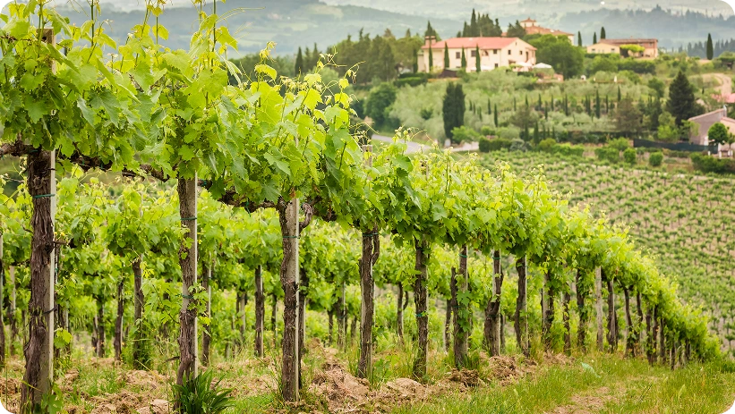 Vigneto panoramico nella campagna toscana con rigogliose viti, colline ondulate e tradizionali poderi rurali.